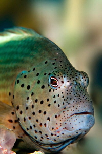 Hawkfish by Paul Colley 